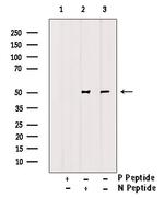 Phospho-GDF9 (Tyr394) Antibody in Western Blot (WB)