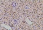 Phospho-SKI (Ser383) Antibody in Immunohistochemistry (Paraffin) (IHC (P))