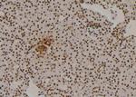 Phospho-Cullin 4A (Ser40) Antibody in Immunohistochemistry (Paraffin) (IHC (P))