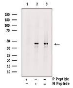 Phospho-KISS1R (Ser368) Antibody in Western Blot (WB)