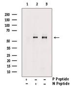 Phospho-MCT1 (Ser213) Antibody in Western Blot (WB)