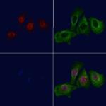 Phospho-Nkx2.1 (Ser23) Antibody in Immunocytochemistry (ICC/IF)