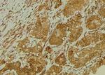 Phospho-SLC22A8 (Ser4) Antibody in Immunohistochemistry (Paraffin) (IHC (P))