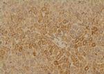 Phospho-SLC22A8 (Ser4) Antibody in Immunohistochemistry (Paraffin) (IHC (P))