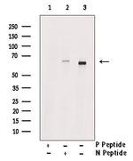 Phospho-SLC22A8 (Ser4) Antibody in Western Blot (WB)