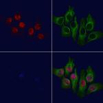 Phospho-SETD8 (Ser100) Antibody in Immunocytochemistry (ICC/IF)