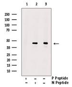 Phospho-SETD8 (Ser100) Antibody in Western Blot (WB)