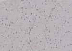 Phospho-HFE2 (Ser48) Antibody in Immunohistochemistry (Paraffin) (IHC (P))