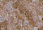 Phospho-HFE2 (Ser48) Antibody in Immunohistochemistry (Paraffin) (IHC (P))