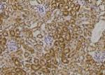 Phospho-HFE2 (Ser48) Antibody in Immunohistochemistry (Paraffin) (IHC (P))