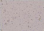 Phospho-NEK2 (Ser171) Antibody in Immunohistochemistry (Paraffin) (IHC (P))