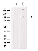 Phospho-ADAM9 (Thr761) Antibody in Western Blot (WB)