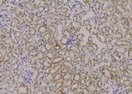 Phospho-ADAM9 (Thr761) Antibody in Immunohistochemistry (Paraffin) (IHC (P))