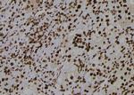 Phospho-Cdc5L (Tyr232) Antibody in Immunohistochemistry (Paraffin) (IHC (P))