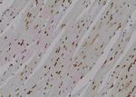 Phospho-Cdc5L (Tyr232) Antibody in Immunohistochemistry (Paraffin) (IHC (P))