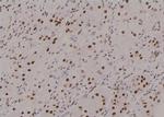 Phospho-FKBP4 (Tyr220) Antibody in Immunohistochemistry (Paraffin) (IHC (P))