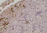 Phospho-Occludin (Tyr287) Antibody in Immunohistochemistry (Paraffin) (IHC (P))