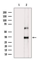 Phospho-MYOD (Thr115) Antibody in Western Blot (WB)