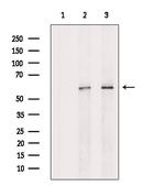 Phospho-PAX7 (Ser203) Antibody in Western Blot (WB)