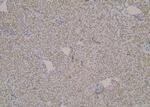 Phospho-LPIN1 (Thr14) Antibody in Immunohistochemistry (Paraffin) (IHC (P))