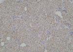 Phospho-LPIN1 (Thr14) Antibody in Immunohistochemistry (Paraffin) (IHC (P))