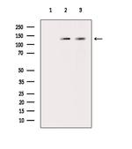 Phospho-MYPT1 (Ser509) Antibody in Western Blot (WB)