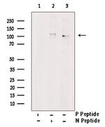 Phospho-MYPT1 (Tyr766) Antibody in Western Blot (WB)