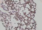 Phospho-SHIP2 (Tyr886) Antibody in Immunohistochemistry (Paraffin) (IHC (P))