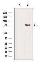 Phospho-TAK1 (Ser389) Antibody in Western Blot (WB)