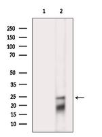 Phospho-Bim (Ser98) Antibody in Western Blot (WB)
