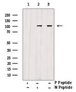 Phospho-FOXO3A (Ser284) Antibody in Western Blot (WB)