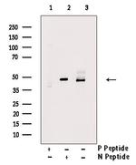 Phospho-Doublecortin (Ser332) Antibody in Western Blot (WB)