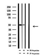 Phospho-Doublecortin (Ser332) Antibody in Western Blot (WB)