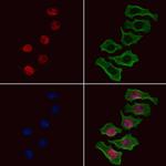 Phospho-SGTA (Ser301) Antibody in Immunocytochemistry (ICC/IF)