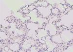 Phospho-KIF1B (Ser1057) Antibody in Immunohistochemistry (Paraffin) (IHC (P))