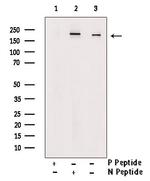 Phospho-KIF1B (Ser1057) Antibody in Western Blot (WB)