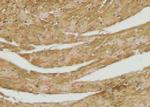 Phospho-AS160 (Ser341) Antibody in Immunohistochemistry (Paraffin) (IHC (P))