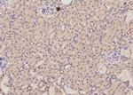 Phospho-AS160 (Ser570) Antibody in Immunohistochemistry (Paraffin) (IHC (P))