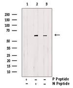 Phospho-ATG13 (Thr24) Antibody in Western Blot (WB)