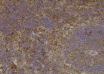 Phospho-VAMP4 (Ser88) Antibody in Immunohistochemistry (Paraffin) (IHC (P))