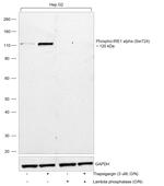 Phospho-IRE1 alpha (Ser724) Antibody in Western Blot (WB)