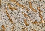 Phospho-IRE1 alpha (Ser724) Antibody in Immunohistochemistry (Paraffin) (IHC (P))