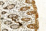 Phospho-IRE1 alpha (Ser724) Antibody in Immunohistochemistry (Paraffin) (IHC (P))