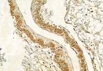 Phospho-IRE1 alpha (Ser724) Antibody in Immunohistochemistry (Paraffin) (IHC (P))