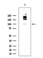 Phospho-IRE1 alpha (Ser724) Antibody in Western Blot (WB)