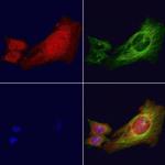 Phospho-IRE1 alpha (Ser724) Antibody in Immunocytochemistry (ICC/IF)