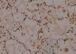 Phospho-IRE1 alpha (Ser724) Antibody in Immunohistochemistry (Paraffin) (IHC (P))