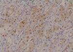 Phospho-MSK2 (Ser360) Antibody in Immunohistochemistry (Paraffin) (IHC (P))