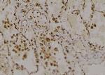 Phospho-RAD17 (Ser359) Antibody in Immunohistochemistry (Paraffin) (IHC (P))