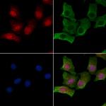 Phospho-RAD17 (Ser359) Antibody in Immunocytochemistry (ICC/IF)